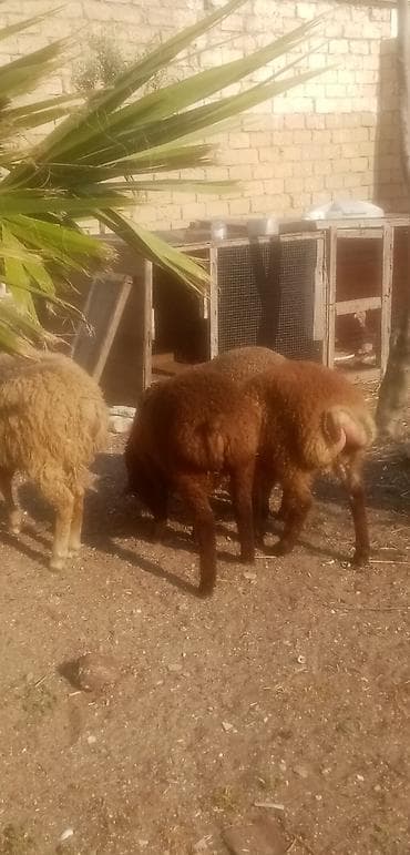 erkek: Salam qurbanlıq kök quzulardı real alıcılar zeng vursun — 1