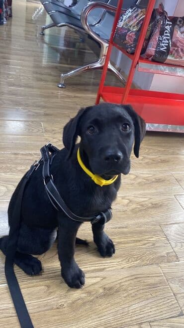 лабрадор: Labrador-retriver, 4 ay, Dişi — 3