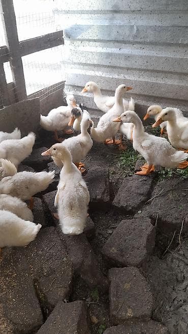 pers pisiyi satilir: Pekin ördəklər 50 günlük. İstəyənlər əlaqə saxlasınlar. Üiymət 7 azn — 1