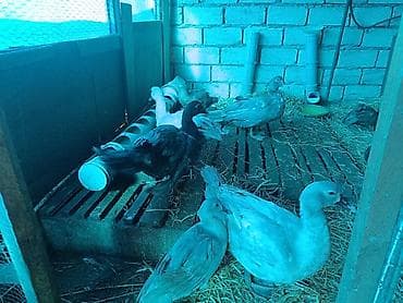 5 ayllq cins lal ördəklər ( Krasnodar MacarMirvari,Kərpici — 5