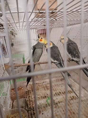 geref quşu: Məhsul: Nimfa tutuquşuları (cockatiel) Təsvir: - Rəng: Boz (grey) — 6