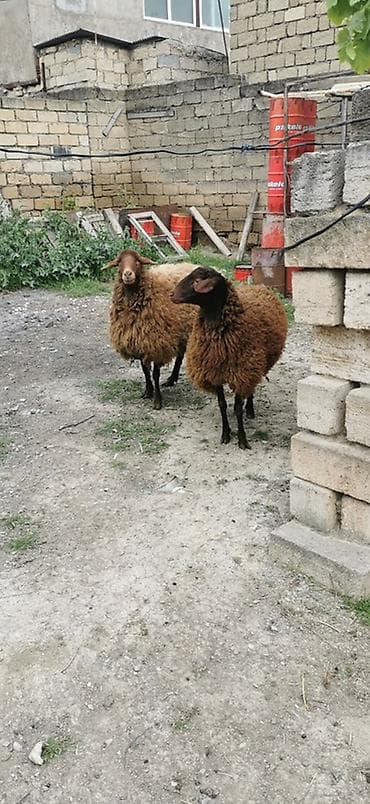Qoyunlar – yerli cins, qəhvəyi rəngli - Say: 2 baş 2 dişi Qala