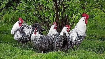 Куры: Serebrist Toyuq və Xoruzlar - Rəng: qara-ağ zolaqlı lələklər - Cins — 1