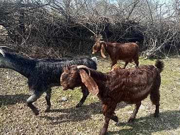 yerli keciler: Qırmızı-qəhvəyi rəngdə bala keçi - Cins: yerli dağ keçisi tipli — 9