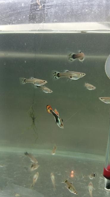 akvarium gence: Quppi balıqı ölçüləri 3 sm 10 ədəd alana metrolara çatdırılma — 6