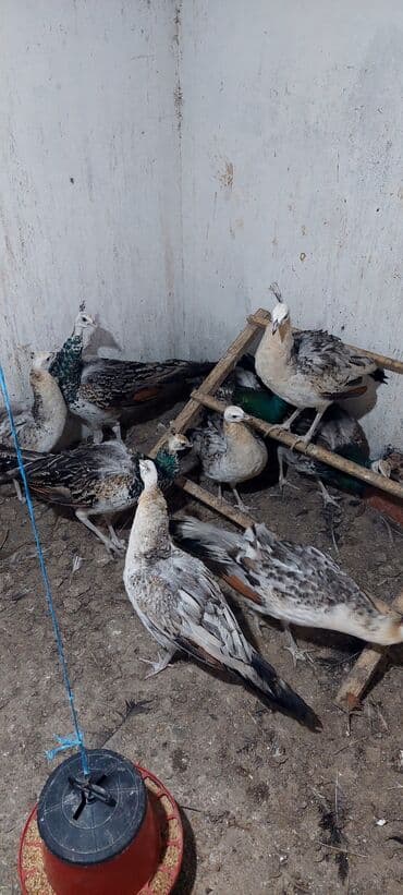 arpa toxumu satışı: Məhsul: Paun cücələri (tovuz quşu balaları) Təsvir: - Şəkillərdə — 3
