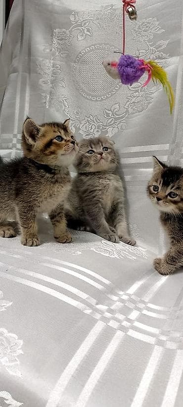 it yem: British Shorthair və Scottish Fold balaları - Cins: şəkillərdə həm — 1