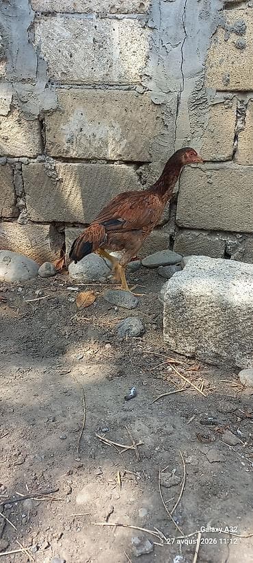 lider toyuqlari: Toyuq, Damazlıq — 6