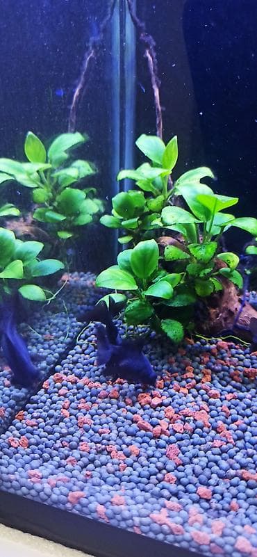 akvarium silikon: Teleskop balığı, Sülhsevər — 10