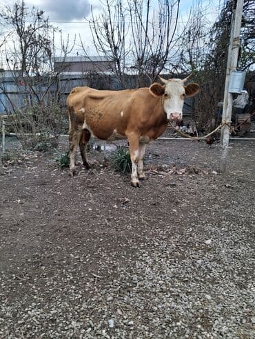 Nissan: 2 ci qarın 8 aylıq boğazdı semetalı melsdi süt 8 9 yaxşı yağlı süt — 1