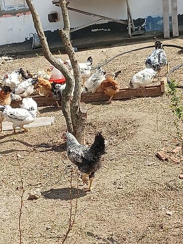 sultan toyuqları: Toyuq, Yumurtalıq, Ünvandan götürmə — 5