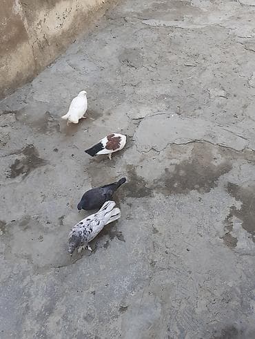 ev qus: 4 dene goyercin biri 3 azn — 4