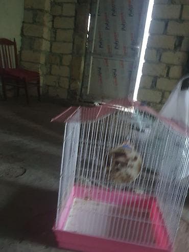 ev piwikleri: Quş qəfəsi – orta ölçü - Material: metal barmaqlıq, plastik altlıq - — 2