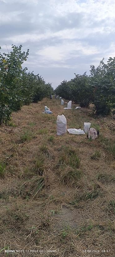 qələmə ağacı: Xaçmaz rayonu, Hacıəhmədoba kəndində fındıq bağı satılır! 🌳 1500-2000 — 3