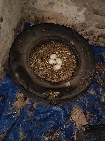 Gəmiricilər: Dişi, Damazlıq, Ünvandan götürmə — 6