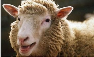 +994 55 210 86 63 bu nomre ile 600 manata coban axtaran elan var