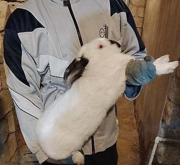 seki heyvan: 🐇 Velikan və Kaliforniya Dovşanları Satılır Təmiz qan xəttindən olan — 9