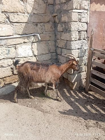 mal qara: Erkək keçi – yerli cins - Sağlam, aktiv və yemə uyğunlaşması yaxşıdır — 5