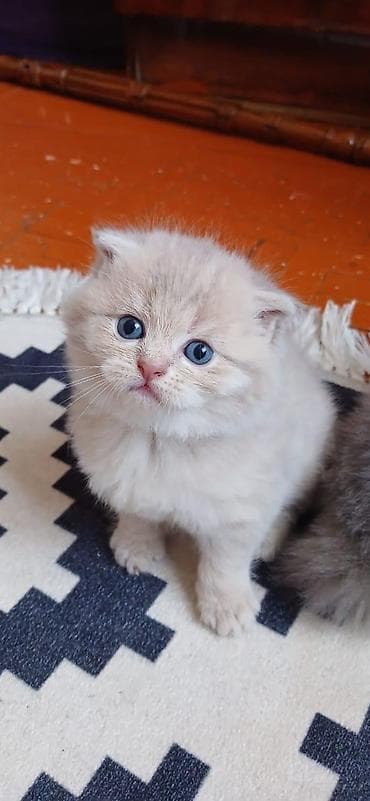 pişik adları: Şotland yastı qulaq — 5