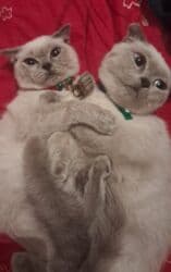 pişik şekileri: Şotland, Erkək, Dişi, Yaxşı əllərə, Ünvandan götürmə, Pulsuz çatdırılma, Ödənişli çatdırılma — 1