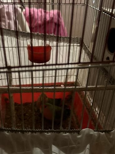 dana satişi: Hazir Biznes satilir tecili Nymphıl (kakadular) və sevda tutquşları – — 9