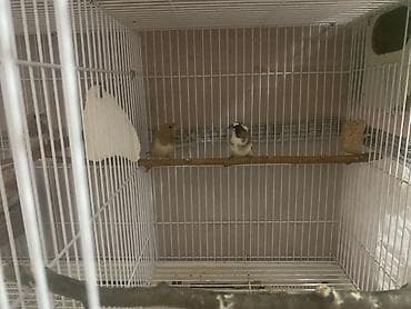 Geyimlər: Salam Terqizme quwlar ve qefes satilir 3 eded bolunen qefes — 4