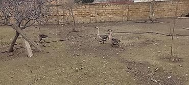 Гуси: Rusiya qazları 3 eded erkək.1ededi 40azn.ünvan Binəqədi kendi real — 7