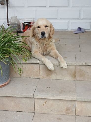 Balıqlar: Salam Golden Retriver Satiram Temiz Saf Qandir.1 Yawi var Cutlewdirib — 1