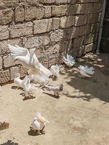 goyercin satisi: Pavlinler satılır, 15 manat bir denesi, 12-13 ədəd heyvandır — 2