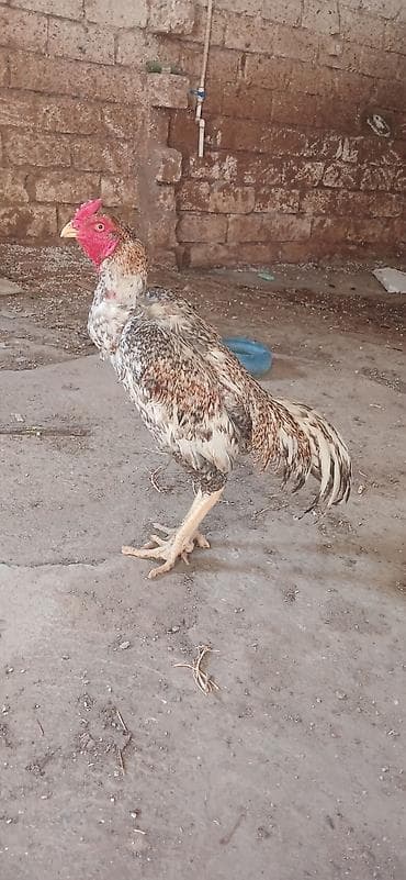 Xoruz, il: 1, Ünvandan götürmə lalafo.az -da Xoruz, il: 1, Ünvandan götürmə