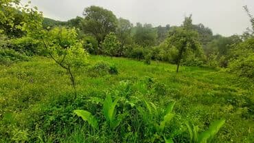 masallı kirayə ev: 20 sot, Mülkiyyətçi, Kupça (Çıxarış) — 6