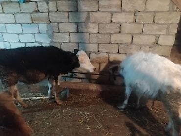 dana adları: 2- dana Satılır 1erkek 1dişi tecli. sağlam öz qapımin heyvanidir — 2