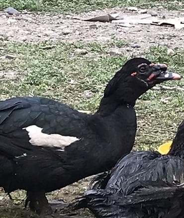 K/t heyvanları və malları: Qara zumrud. Maskali. Qizqin erkey Damazdiq Xüsusiyyətlər: - Cinsi — 6