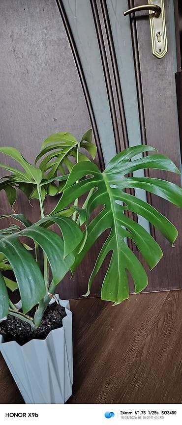 Monstera Deliciosa (fil yarpağı) – otaq bitkisi - Növ: Monstera — 1