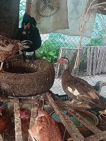 Heyvanlar: Salam Hövsan kənddə 118 nömrəli məktəbin yanında gelib heyvanlara — 2