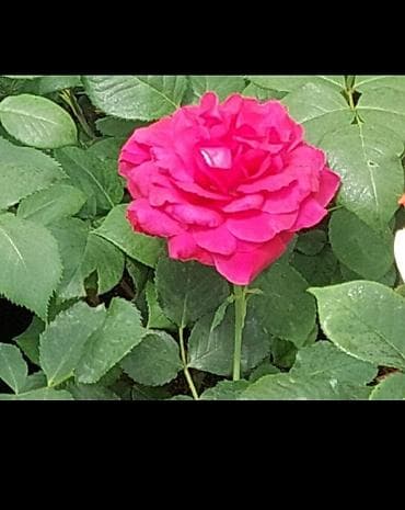 quş peyini: Məhsul: Qızılgül kolları – nadir rəng çeşidləri Təsvir: - Dekorativ — 3