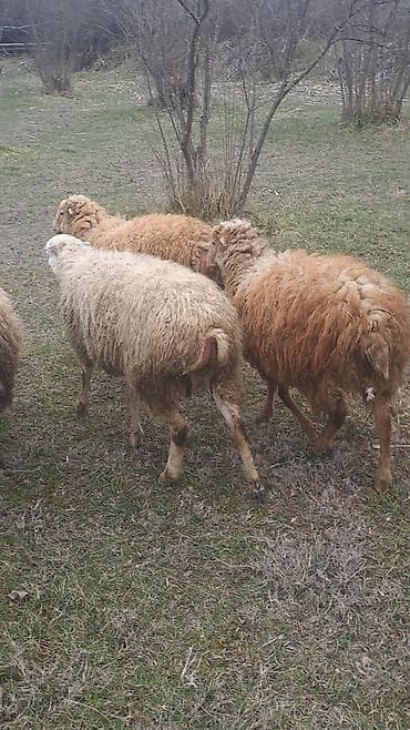 qoyun quzu satilir: Qoyun sürüsü – 6 erkey 2 disi 9 aylliqdilar — 2