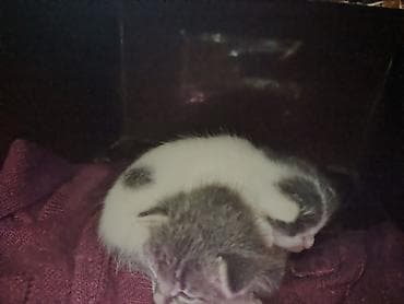 Digər heyvanlar: Erkək, Dişi, Yaxşı əllərə — 4