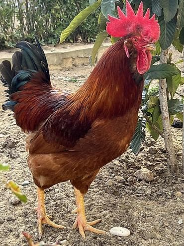 Mal-qara: Salam uzun sakgallı kend xoruzu cavan bir illik xoruzdu tam — 4