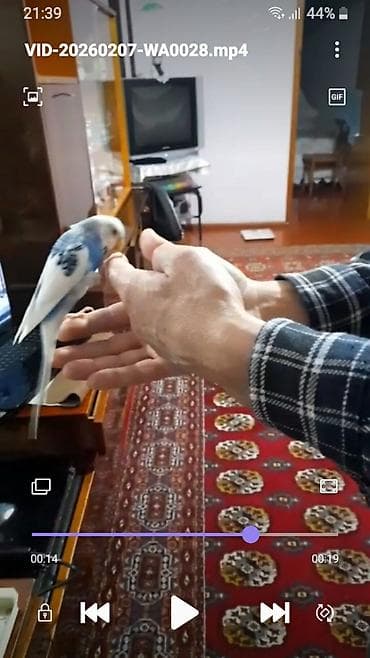 maraqli qus adlari: Ələ öyrəşmiş quşdu fikri citdi olan vatcapa yazsin — 6