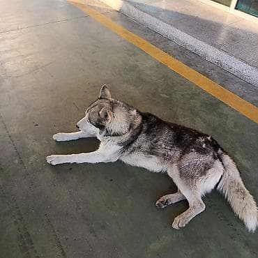 cane corso qiyməti: Xaski, 1 il, Erkek — 3