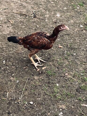 cucə satılır: Toyuq cücələri, Damazlıq — 5