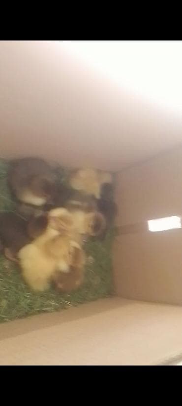 qaz ordək: Muscovy ördək balaları (indoşkalar) – müxtəlif rənglərdə civcivlər. - — 6