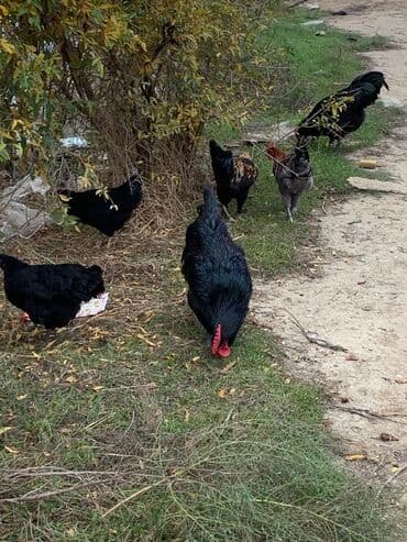 Akvarium aksessuar və ləvazimatları: Bir ədədi 30 AZN Məhsulun təsviri: - Tamamilə qara lələk örtüyü — 5