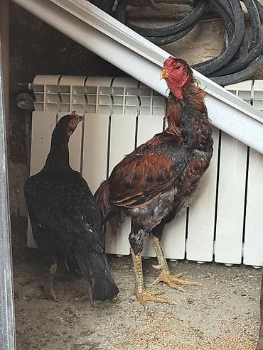 tutuquşu qiyməti: Ciddi alicilar elaqe saxlasin. Qiymət sondur — 2