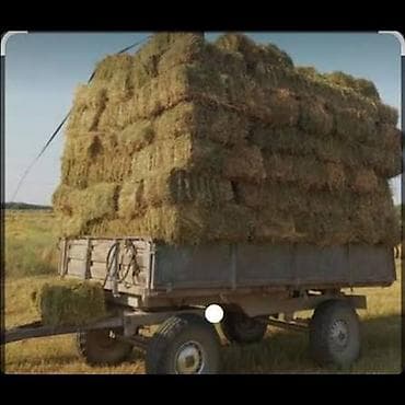 it satisi baki: Ot balyası – quru yonca/ot - Forma: preslənmiş düzbucaqlı balyalar - — 1