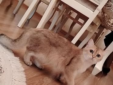 chinchilla: Britan — 4