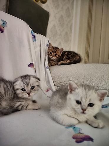 pişik cütleşdirmek: Britan — 1