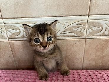 bichon frise: Qızıl şinşilla, Erkək, Dişi, Yaxşı əllərə, Ünvandan götürmə, Ödənişli çatdırılma — 3
