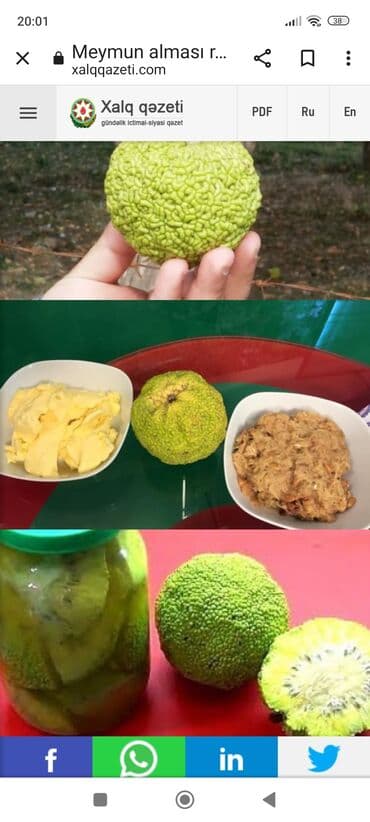 Meymun Almasının faydaları.Revmatizm,sümük ezele oynaq,radikulit,diz